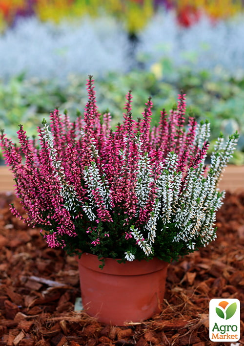 

LMTD Верес 2-річний Bicolor Carnaval (20-30см)