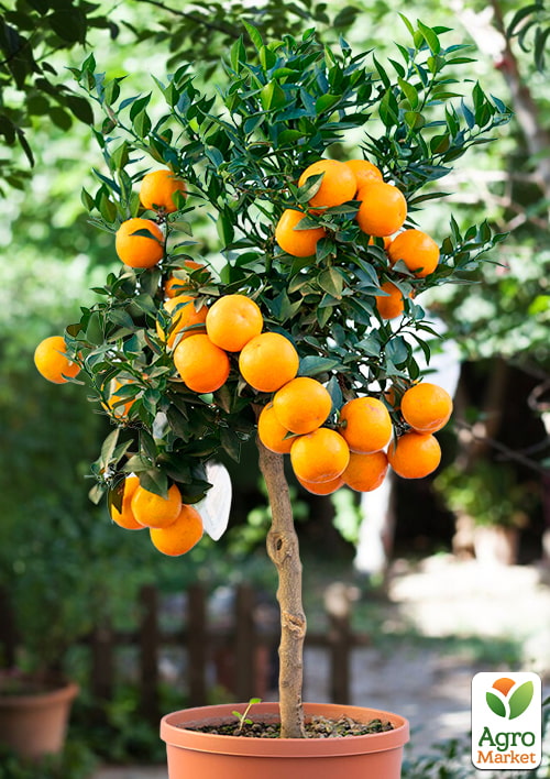 

LMTD Мандарин на штамбе с плодом 4х летний Chinotto высота 35-50см