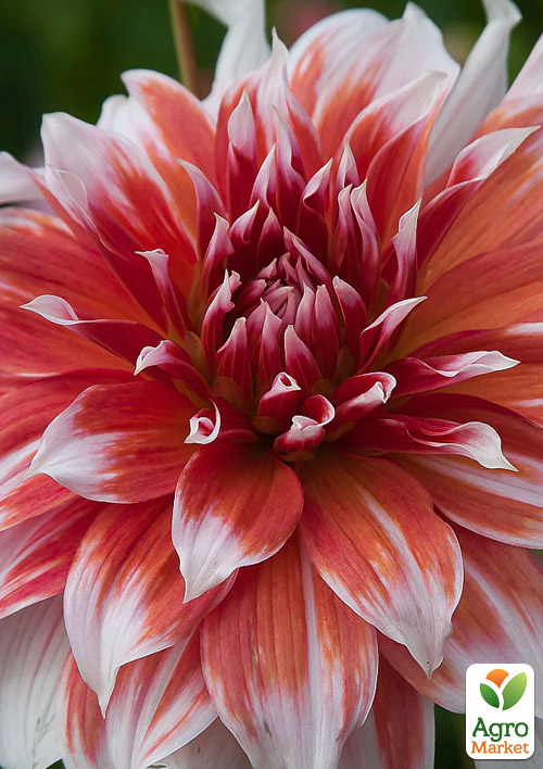 

Георгина Frost Nip (гигантский цветок)