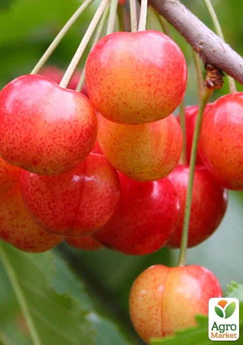 

Черешня рожева Космічна (літній сорт, середній термін дозрівання)