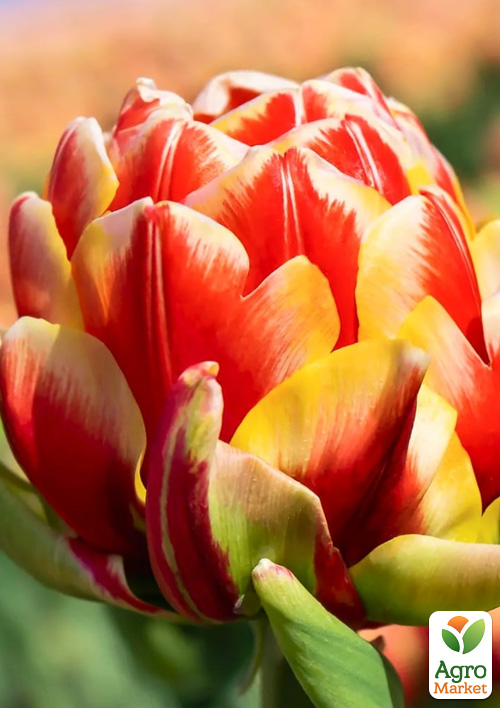 

Тюльпан Cannonball