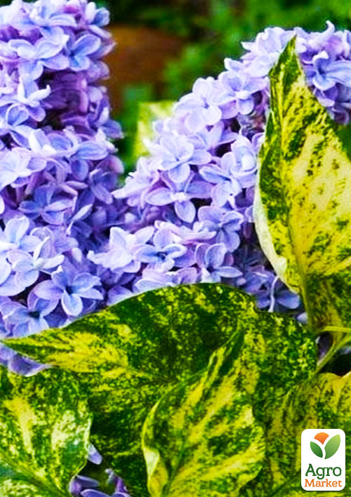 

Бузок строкатий Аукубафолія