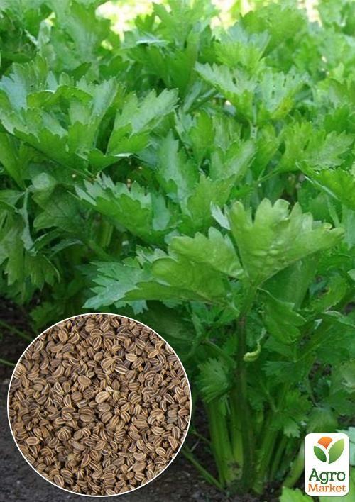 

На вагу Селера листова ТМ Весна ціна за 2г