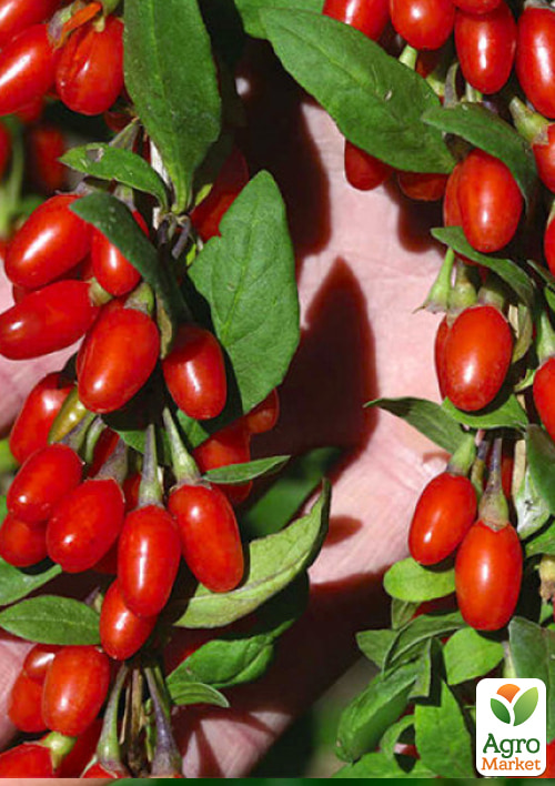 

Ексклюзив! Годжі яскраво-червоні Цілющий (Healing) (преміальний хворобостійкий сорт, невибагливий в догляді)