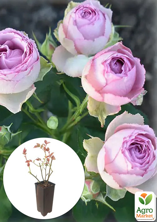 

Роза спрей Silver Lace в контейнере, высший сорт