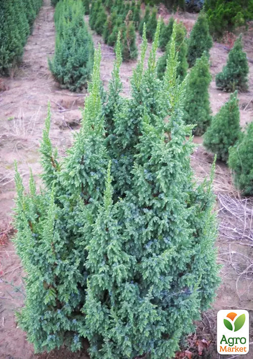 

Ялівець лускатий 3-річний «Loderi» С2, висота 20-25см