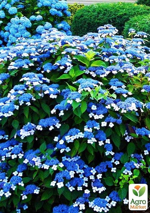 

Гортензія пильчата Bluebird