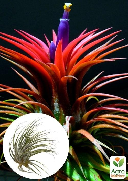 

Тилландсия атмосферная Ионанта (Tillandsia Ionantha)