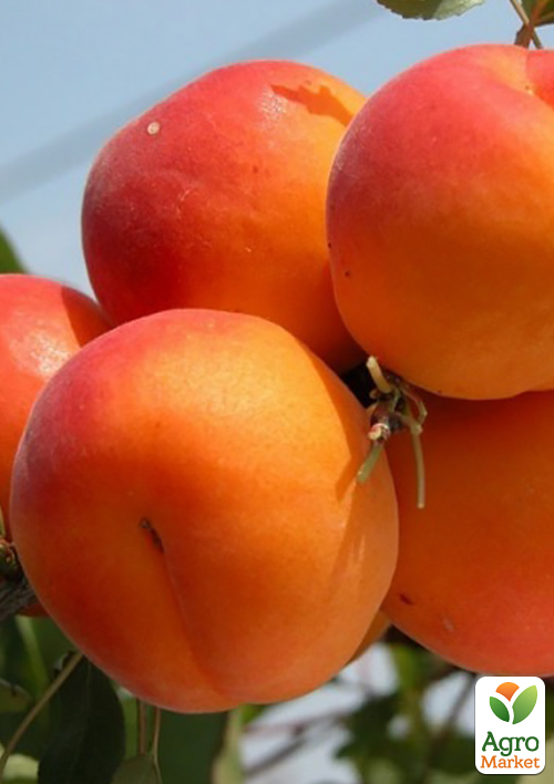 

Абрикос Нельсон (великоплідний, середній термін дозрівання)