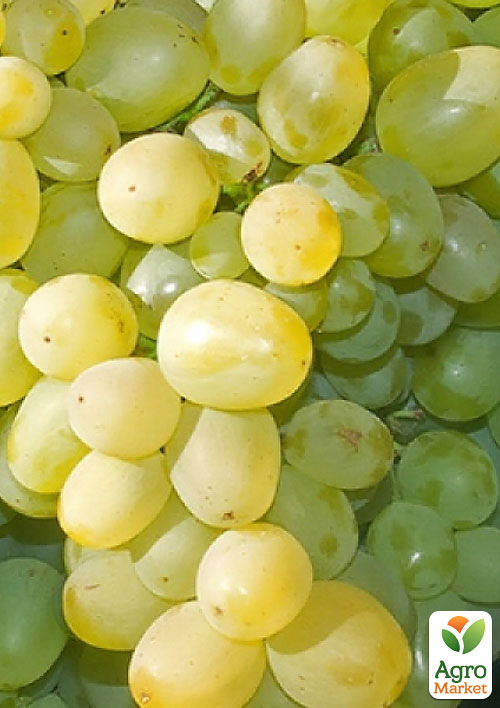 

Виноград Монарх (ранньо - середній, дуже велика ягода)