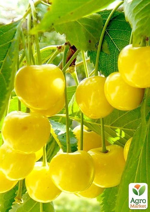 

Черешня жовта Дачниця (літній сорт, ранній термін дозрівання)