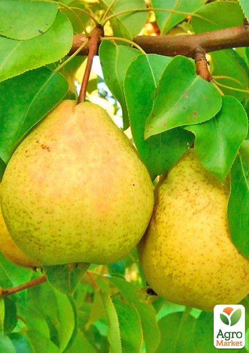 

Груша Жозефіна (зимовий сорт, пізній термін дозрівання)