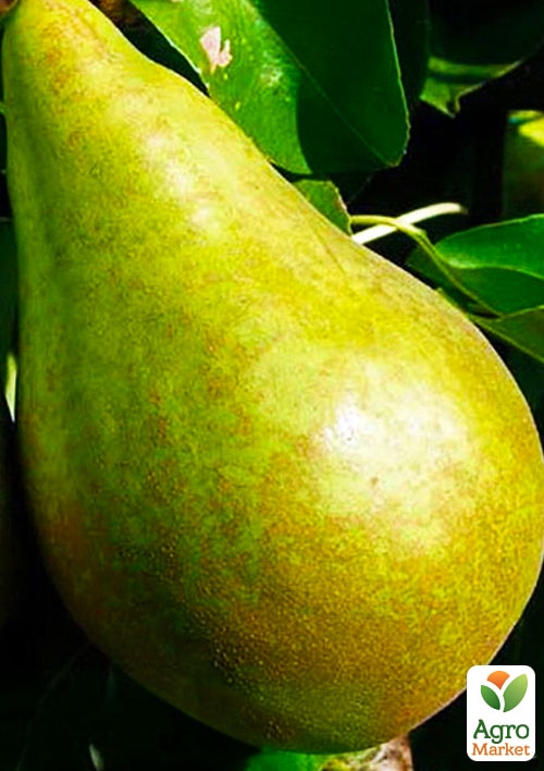 

Груша Давид (зимний сорт, поздний срок созревания)