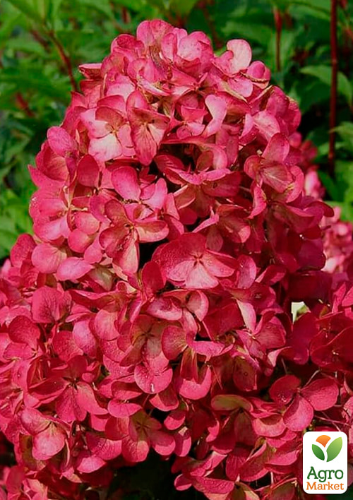 

Гортензія волотиста Magical Vesuvio вазон Р9