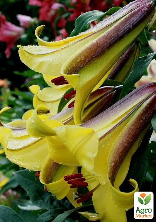 

Лилия Трубчатая Golden Splendour