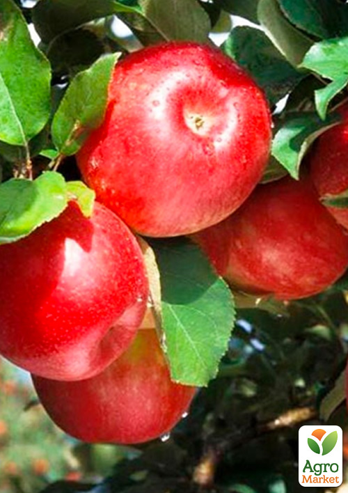 

Ексклюзив! Яблуня червона Внучка (Granddaughter) (преміальний зимовий сорт, дуже перспективна)