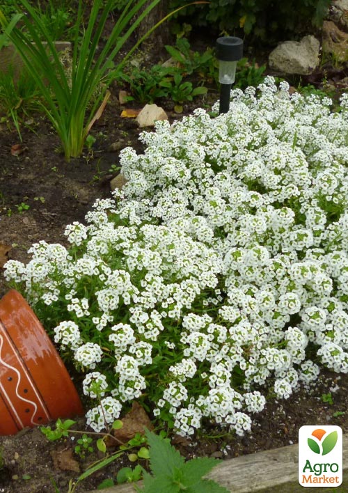 

Аліссум (Лобулярія) Wonderland White