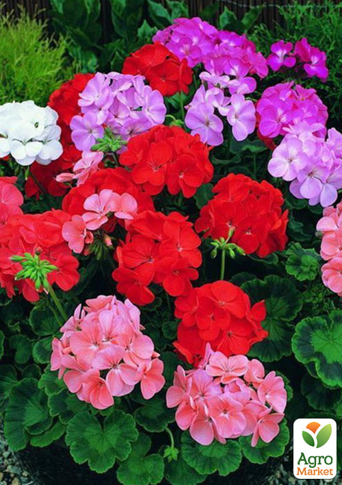 

Уцінка! Пеларгонія Mix