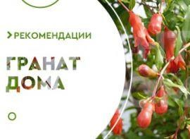 Як виростити гранат з кісточки - корисні статті про садівництво від Agro-Market