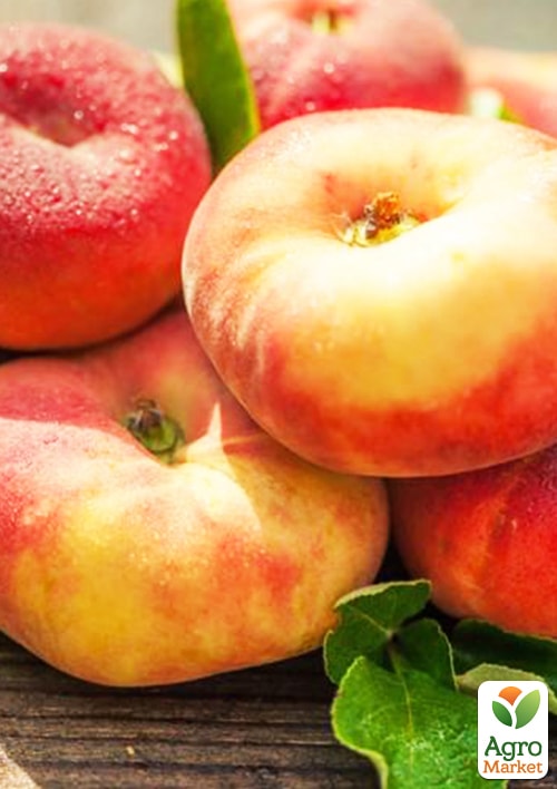 

Інжирний персик Нікітський (літній сорт, пізній термін дозрівання)