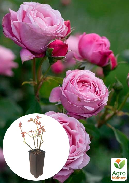 

Роза чайно-гибридная Дитер Мюллер в контейнере, высший сорт