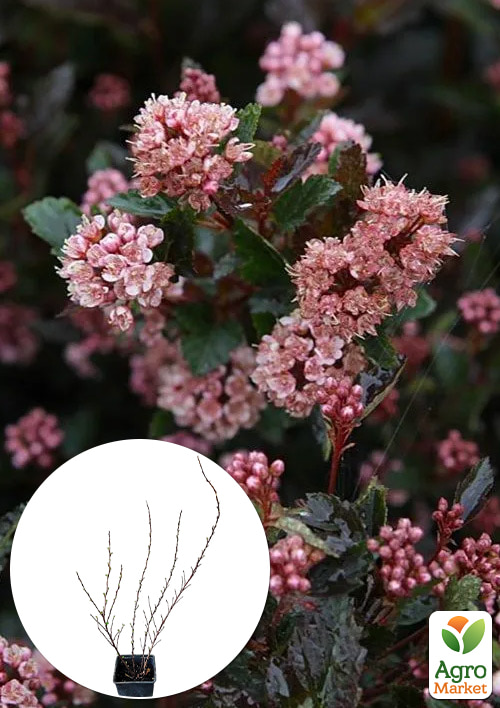 

Пузыреплодник калинолистный Little Devil вазон Р9