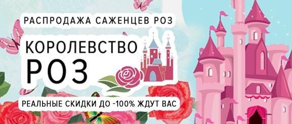 Королевство роз: распродажа саженцев прекрасных роз со скидками до -100% Королевство роз: распродажа саженцев прекрасных роз со скидками до -100%