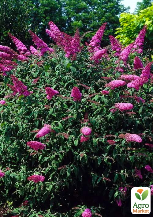 

Буддлея Давида Pink Delight