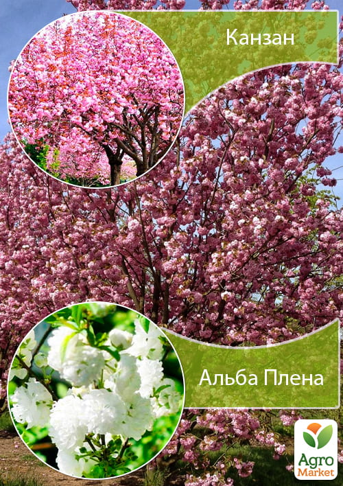 

Сакура на штамбе Канзан+Альба Плена