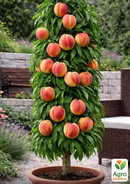 

Персик колоноподібний Бебі Голд (морозостійкий сорт, медовий післясмак, середній термін дозрівання)