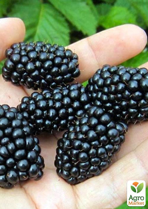 

Ежевика ранняя крупноплодная Блек Бат (Black Butte)