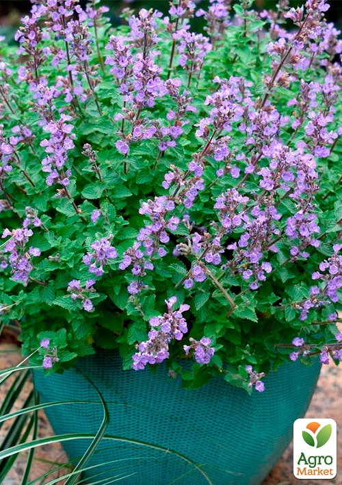 

Котовник Purrsian Blue(Кошачья мята, непета)