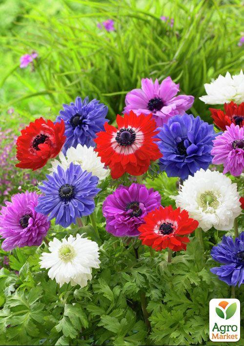 

Анемона махрова St.Brigit мікс (розмір 5/7 великий) 5шт в упаковці