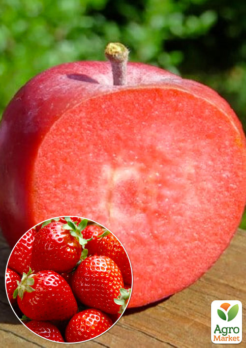 

Яблоня Байя Мариса (с ароматом клубники, красномясая)