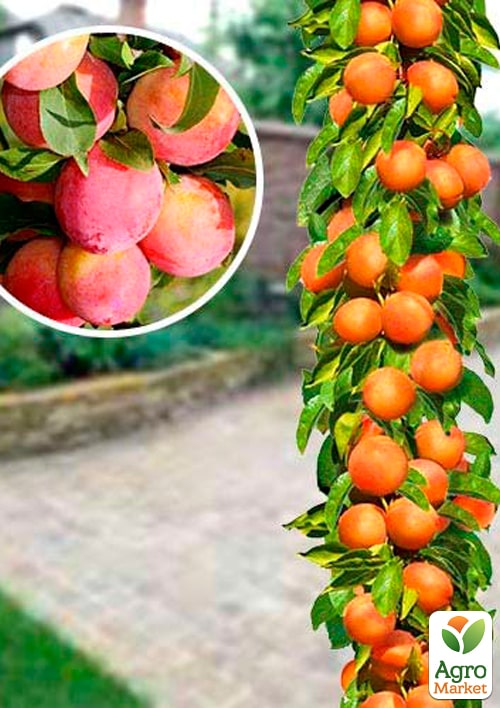 

Слива колоновидна Голлівуд Нью