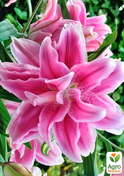 

Лилия Розовидная Roselily Julia