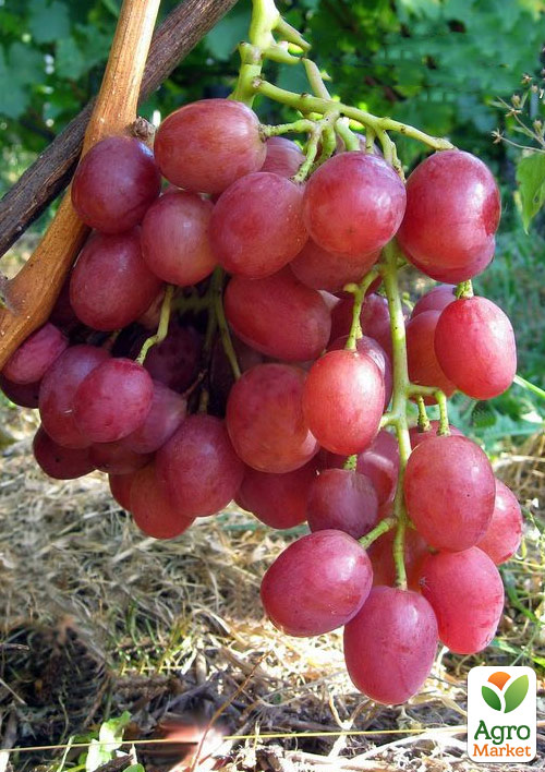 

Виноград РУК (рожева ультра Кострикіна)