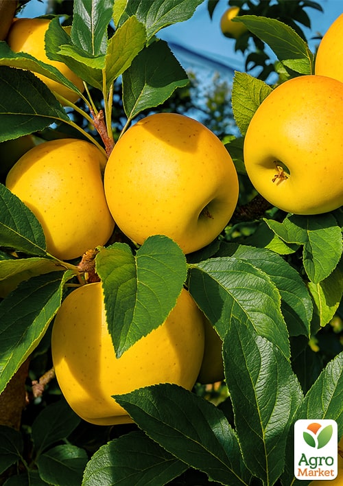 

Яблоня Опал (зимний сорт, поздний срок созревания)