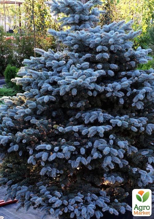 

Ялина блакитна Majestic Blue (горщик P9)