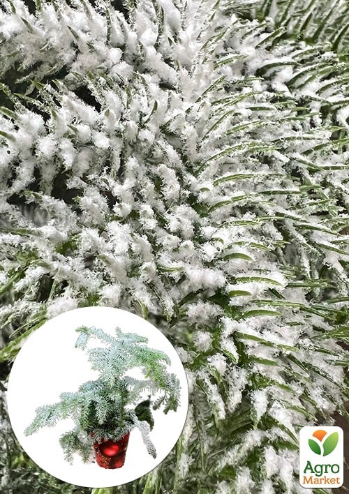 

Араукария Новогодняя (Araucaria heterophylla) комнатная ель (снежное напыление) 25-35см