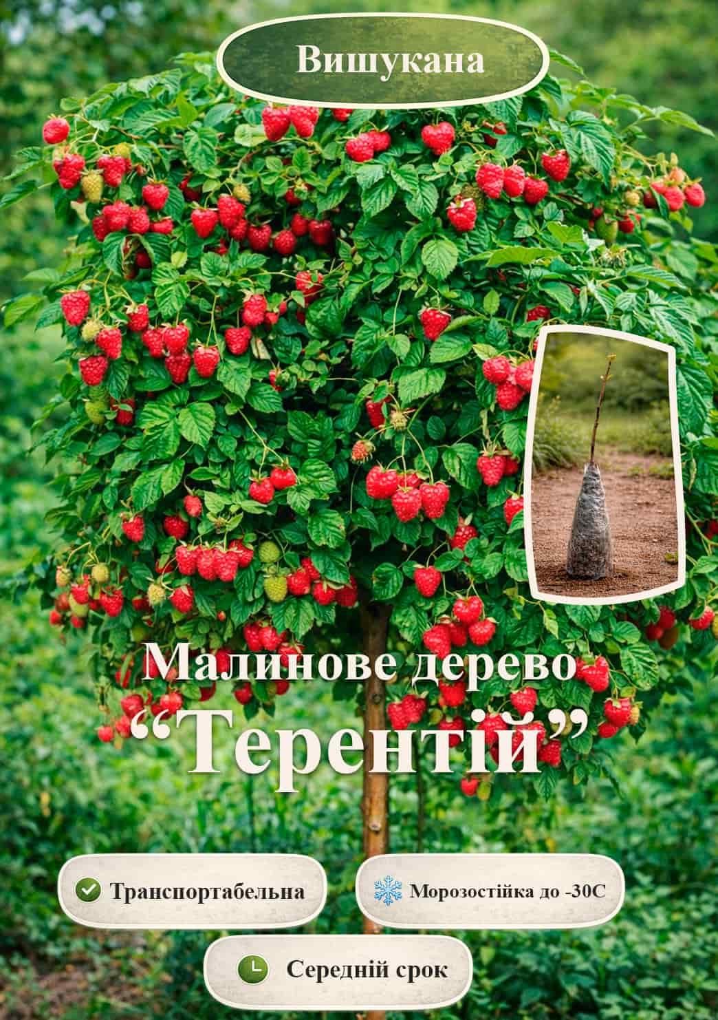 

Эксклюзив! Малиновое дерево Терентий (один из самых лучших сортов в мире!)