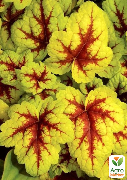 

Гейхера (Heuchera) Stoplight С1 высота 15-30см)