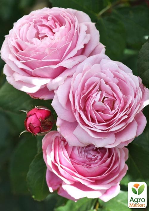 

Троянда англійська Dieter Muller (саджанець класу АА+) вищий сорт