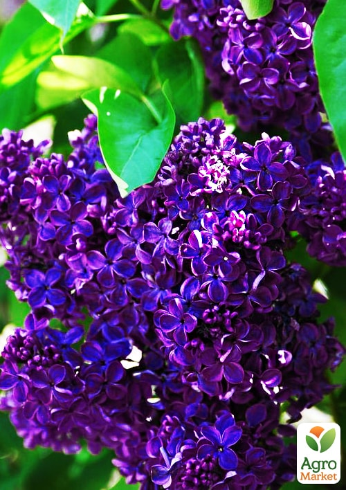 

Бузок темно-фіолетовий Магія планети (Magic of the planet)