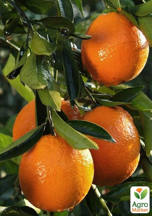 

Мандарин Ковано-Васе (саженец 2 года)