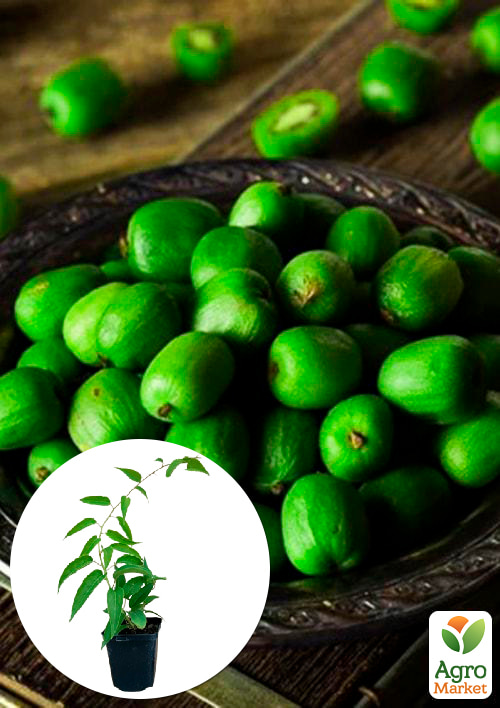 

Актинидия Киевская крупноплодная (мини-киви, морозостойкий сорт, поздний срок созревания)