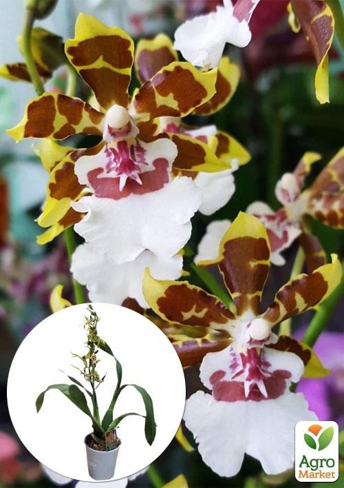 Орхидея Камбрия "Colmanara Top Jungle" 1 саженец в упаковке (комнатный) Нидерланды