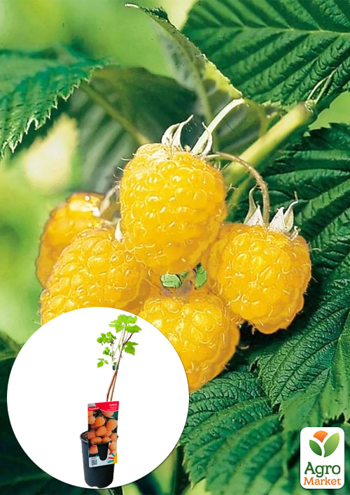 

LMTD Малина Fall Gold (сортова, укорінена) висота 50-70см