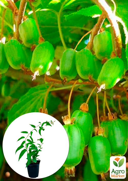 

Актинідія Ласун (міні-ківі, морозостійкий сорт, середній термін дозрівання)