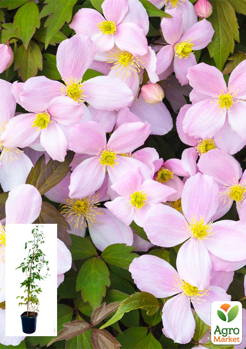 

LMTD Клематис 2-х річний Montana (висота 40-60 см)